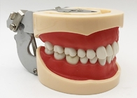 Гистология моделей исследования смолы зубоврачебная, не токсические ортодонтические зубы моделирует