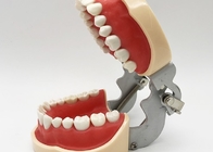 Гистология моделей исследования смолы зубоврачебная, не токсические ортодонтические зубы моделирует